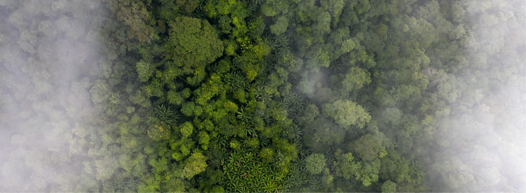 Blick von oben auf den üppigen, von Wolken umgebenen Tropenwald