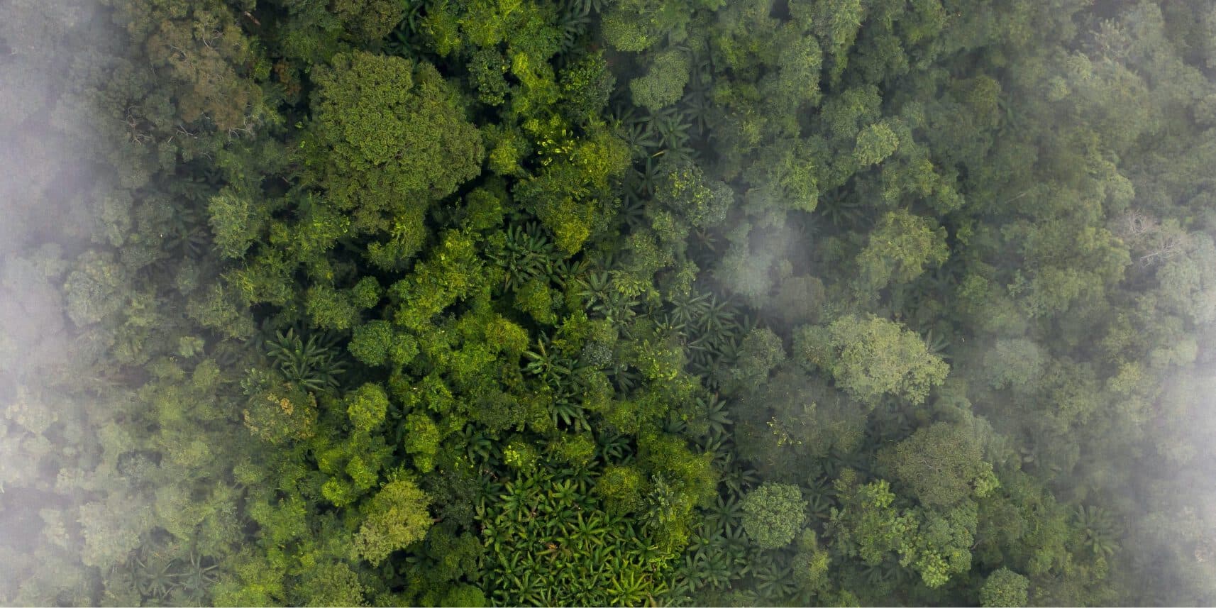 Von oben fotografierter Wald mit Nebelwolken