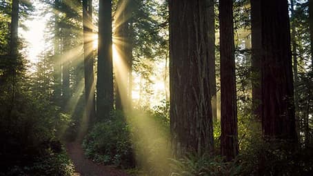 Sonnenstrahlen scheinen durch Bäume im Wald