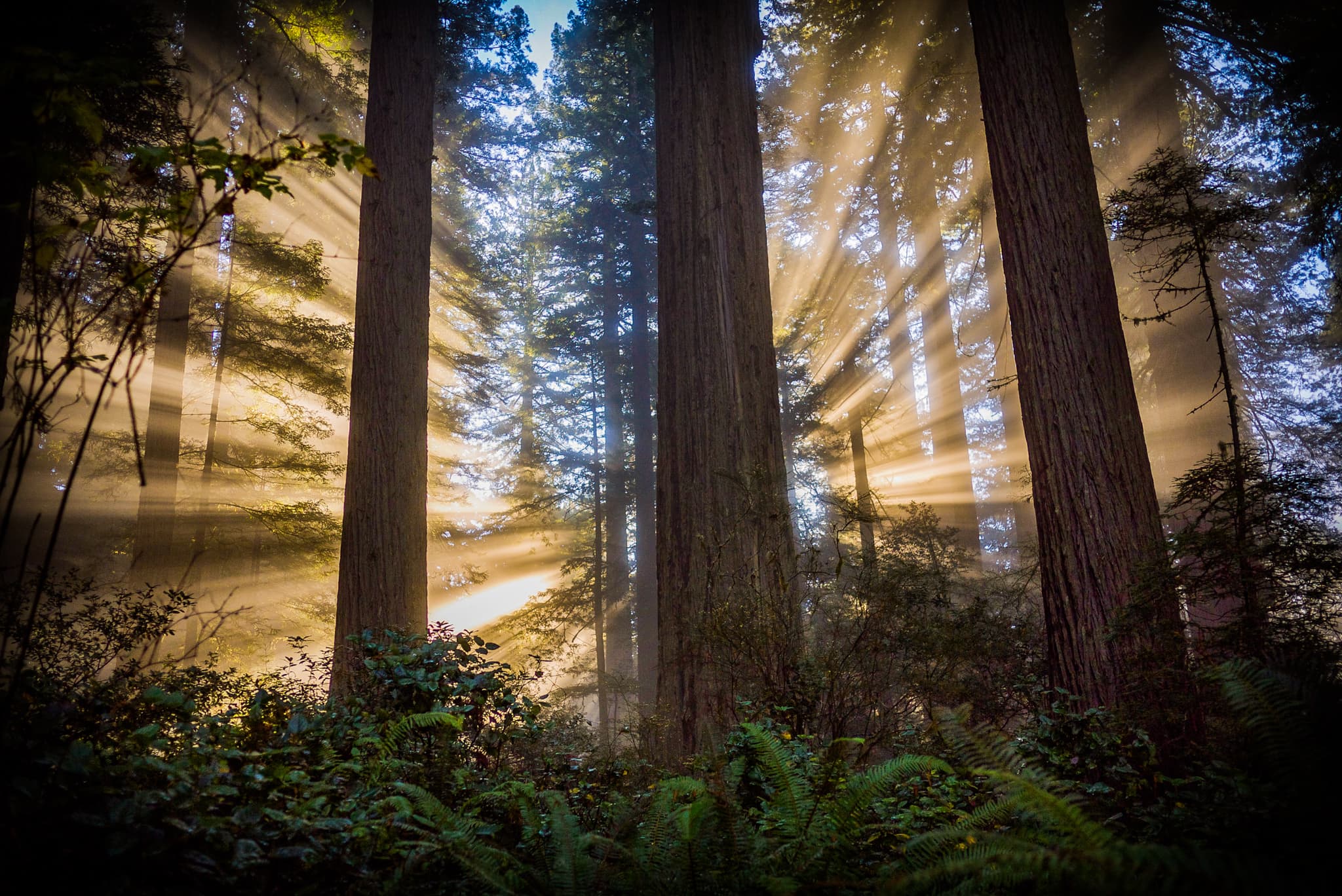 Sonnenstrahlen erhellen den Wald