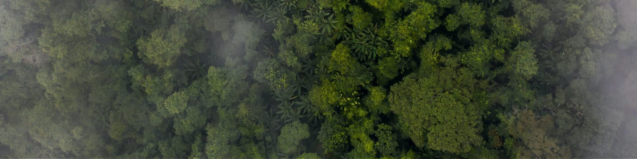 Forest with fog clouds photographed from above