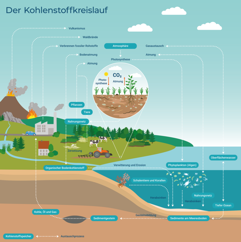 Kohlenstoffkreislauf. Grafik: Björn Maier, Vorlage Rita Erven, GEOMAR.