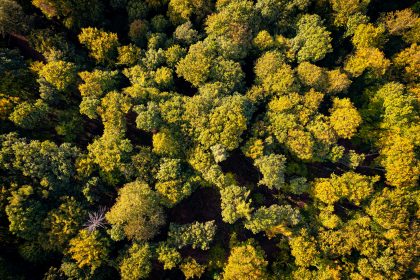 Forests as a Key to Climate Protection - Interview with Julia Pongratz