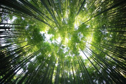 Soziale Hürden begrenzen die CO₂-Bindung